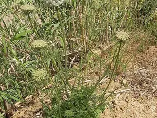 zanahoria (Daucus carota)