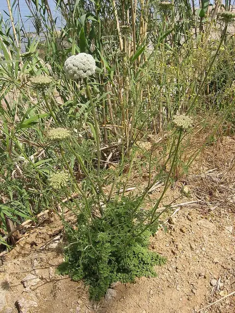 Zanahoria (Daucus carota)